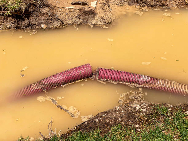 Best Local water damage restoration  in Warren, MI